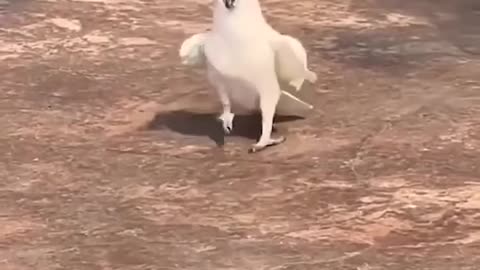 How many times did you watch this