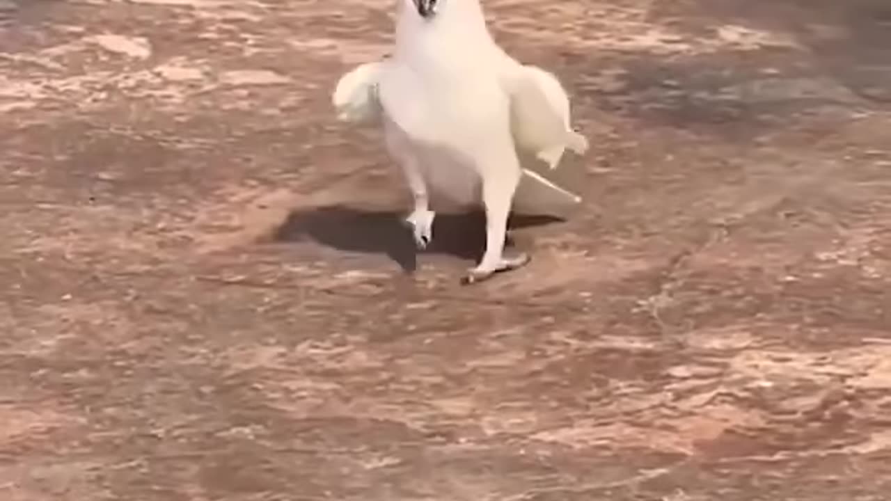 How many times did you watch this