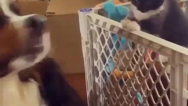 Cats also dare to bully dogs, brother, you are so courageous