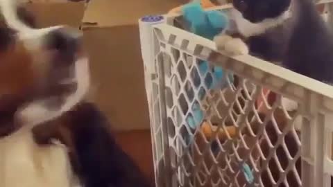 Cats also dare to bully dogs, brother, you are so courageous