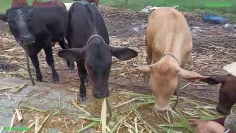 Cow Cute, Cow Funny Videos