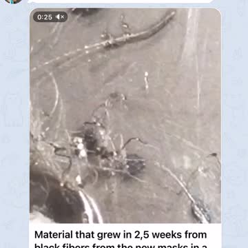 Black Fibers from masks are grown in Petri dish.