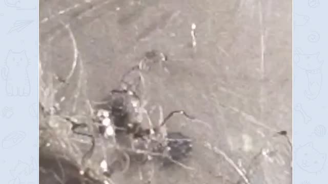 Black Fibers from masks are grown in Petri dish.