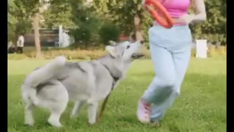 Cute Dog Playing With Girl #shorts