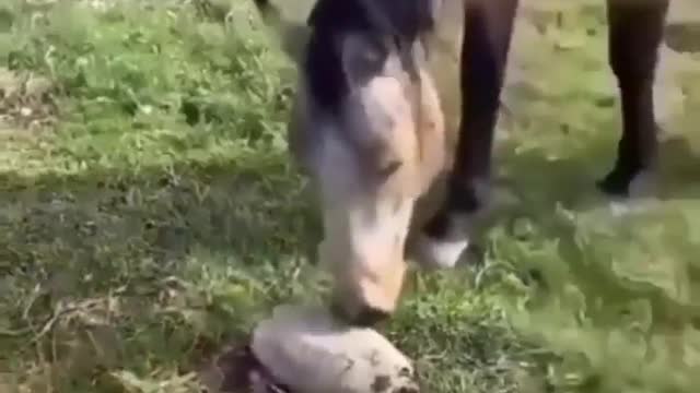 A horse and a dog get scared on seeing the turtle. #horse #turtle #dog