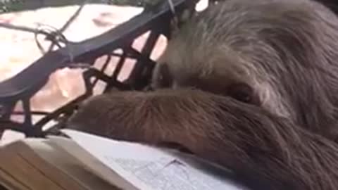 Sloth Enjoys Book Reading Session