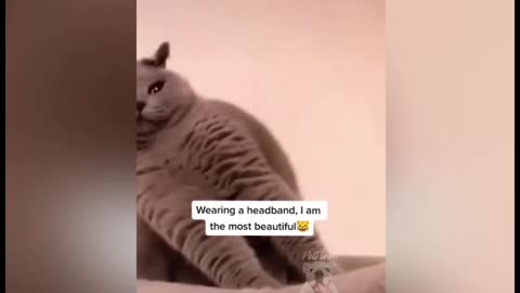 Funny Cat Videos That Will Smile You Laugh