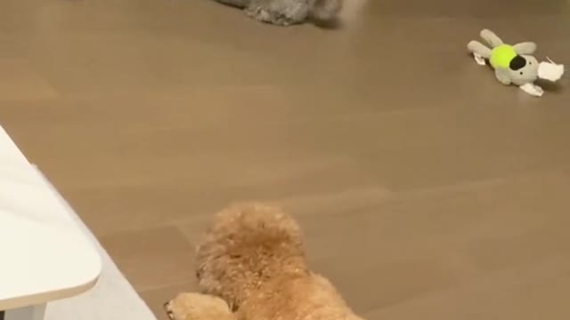 teddy