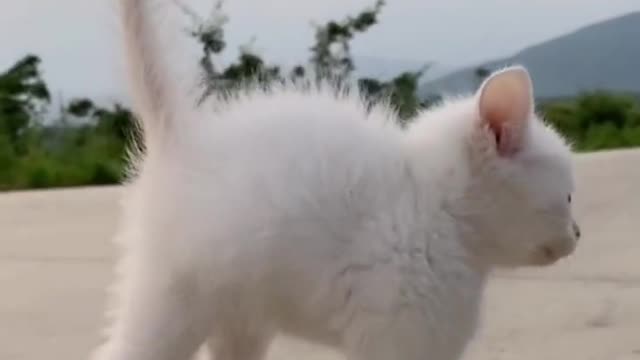 Pet cat and parrot