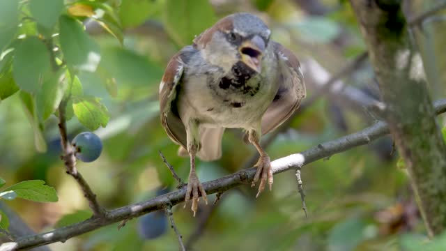 cardinal-red-bird-bird-sparrow-