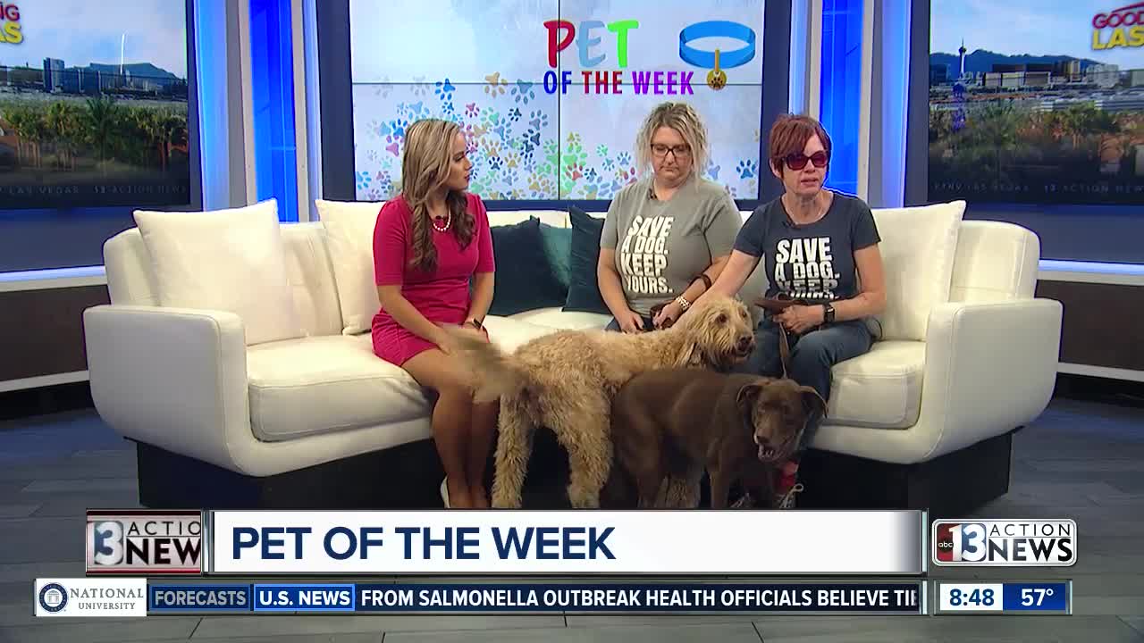 Pet of the Week November