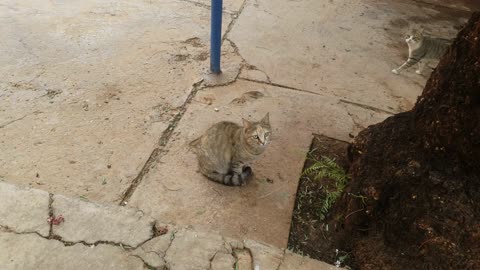 A beautiful cat is waiting for someone to give her something to eat