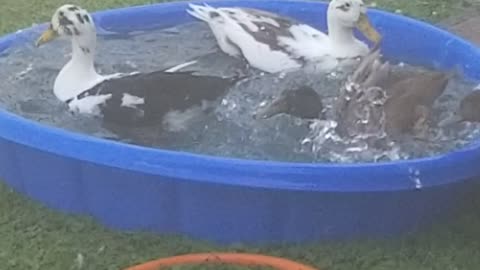 Ducks enjoying the pool