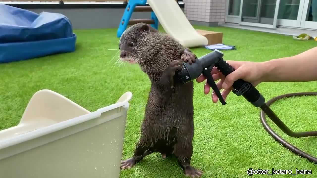 Otter Protects Plastic Box from Garden Hose