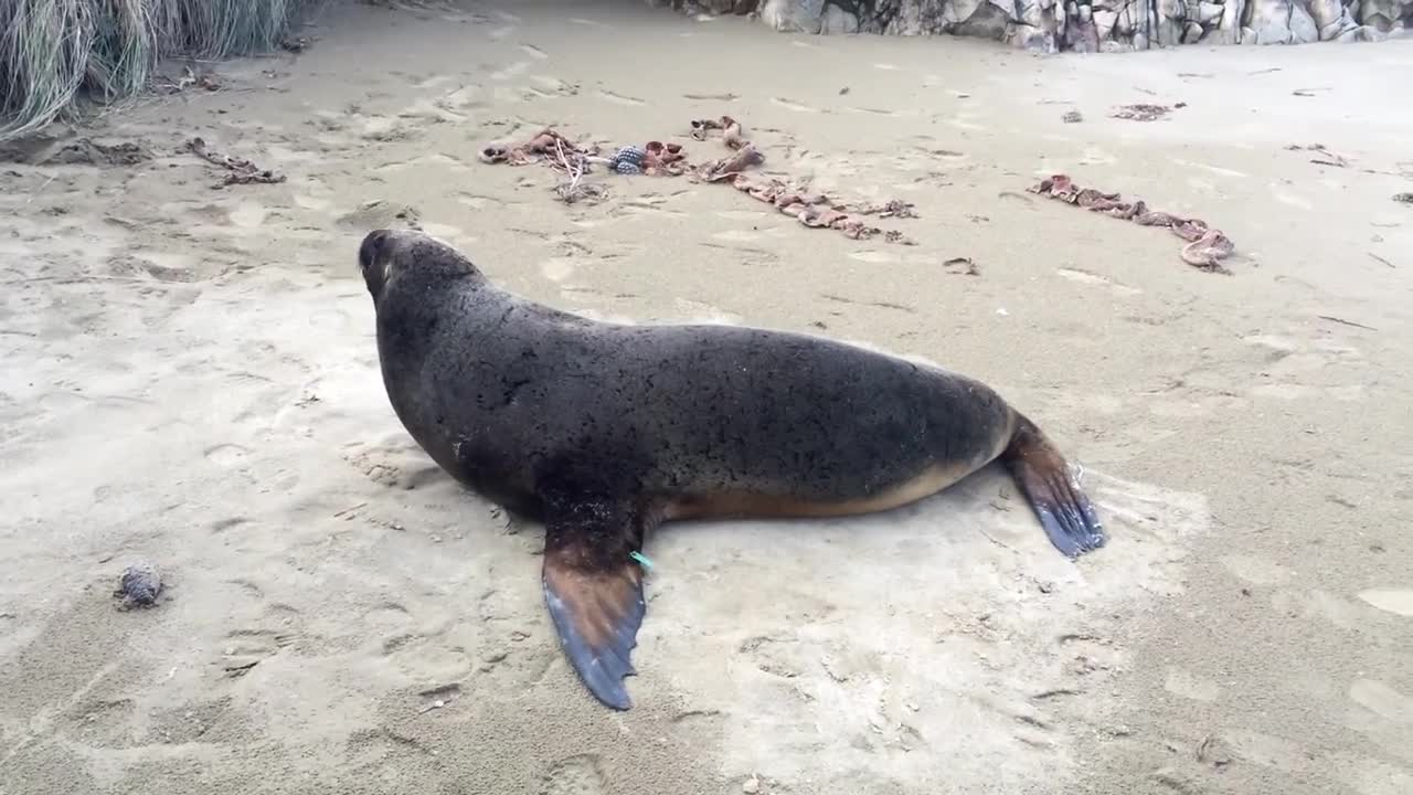 Farting funny Seal in New Zealand