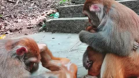 Monkey babies held by villains