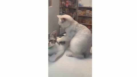 Cats Massaging each other