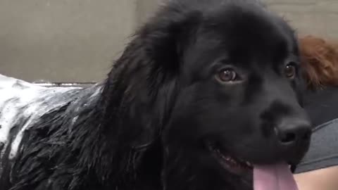 Newfoundland dog tries to eat air tube of death