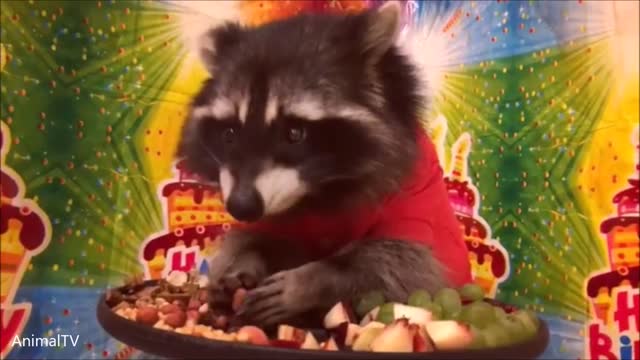 Raccoons Wearing Clothes - FUNNIEST Compilation