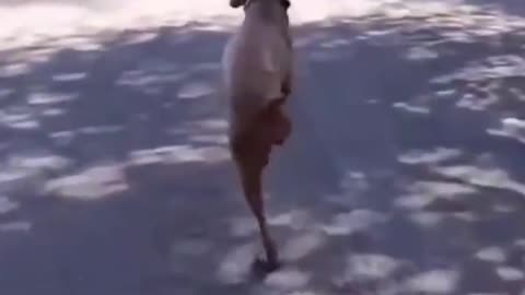 Two-legged running dog
