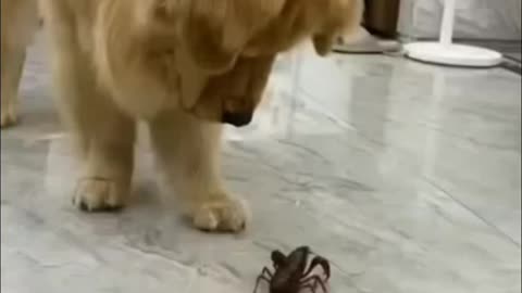 how can they be so cute