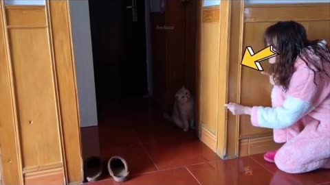 Funny cat Video