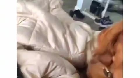 😂🐾 Funniest Animal Moments - You Won't Stop Laughing! Part-13 part-4