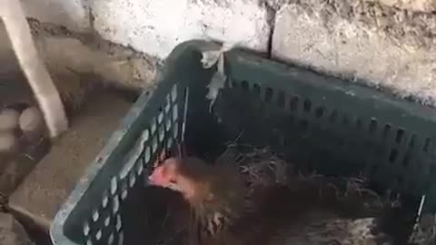 Chicken protect eggs from cobra