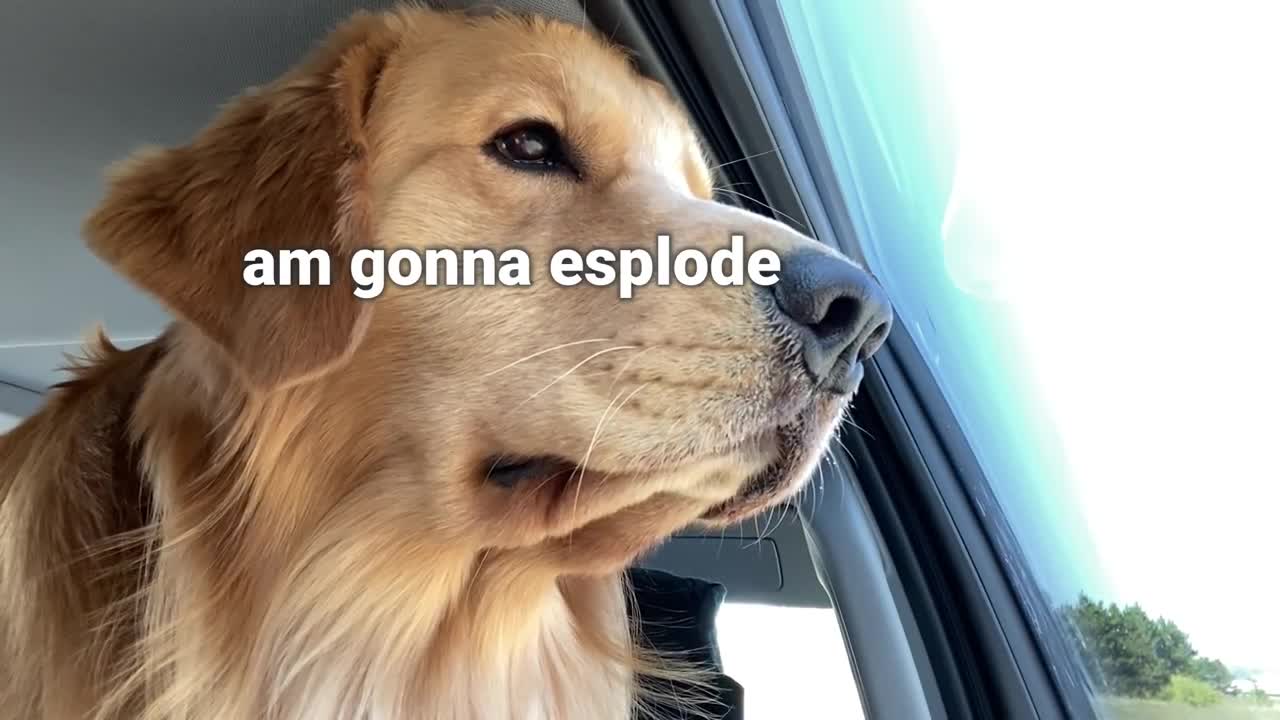 My Dog Has a Beach House Vacation