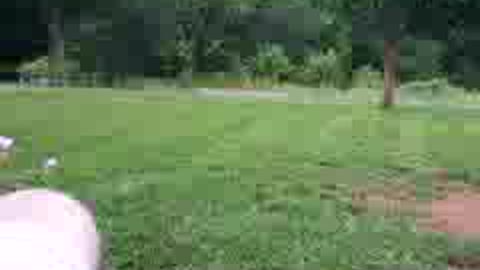 My dog dude