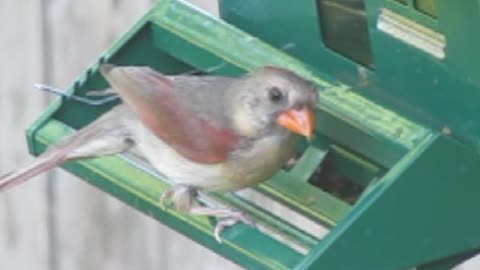 Mrs. Northern Cardinal