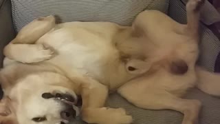 Hilarious dog