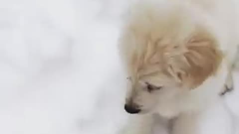 FUNNY VIDEOS 😁😆😆😆😆.so mush fun.