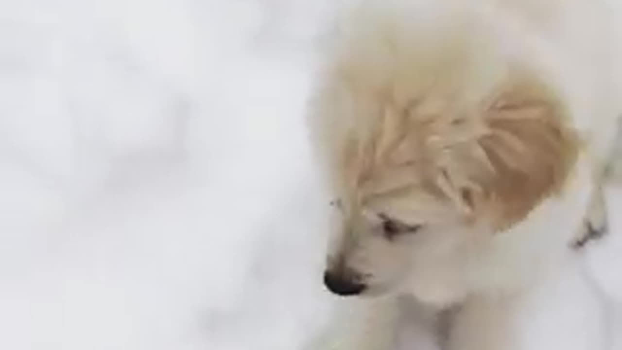 FUNNY VIDEOS 😁😆😆😆😆.so mush fun.