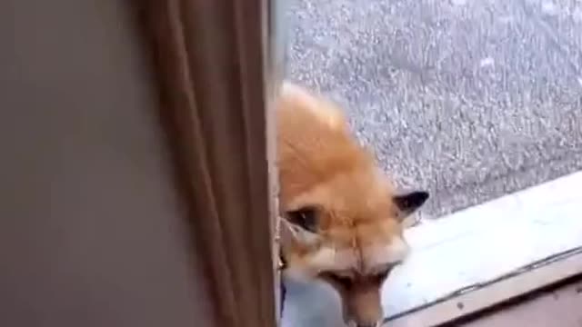 the fox came to visit