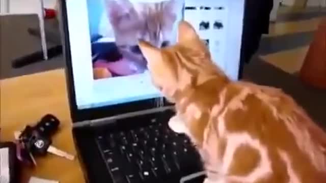 Top Hit Funny Cats Funny to watch !!