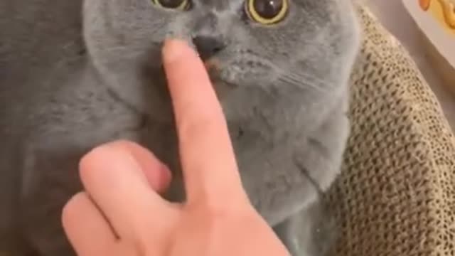 🤣🤣🤣 Animals!! Cute And Funny Cat Video Compilation