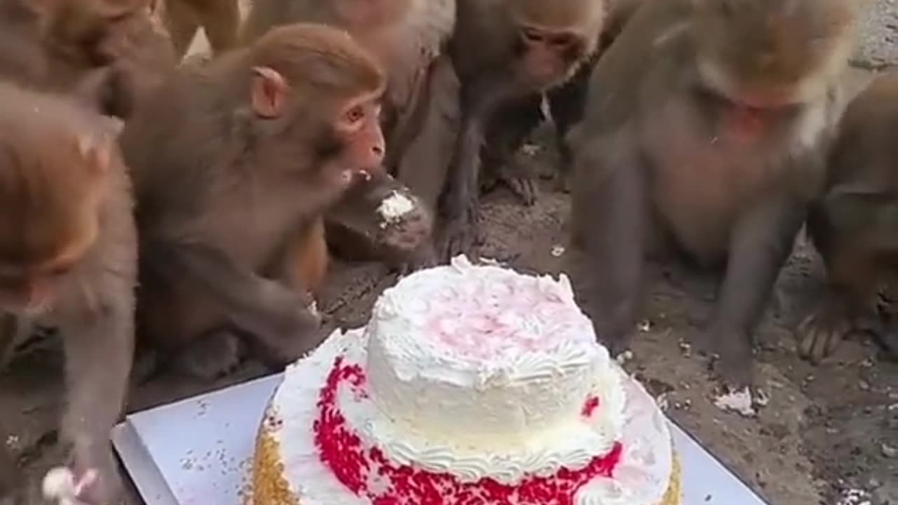 Monkeys celebrating birthday