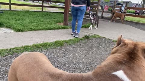 German Shepherd friend to Pitbull [OFF LEASH DOG PARK]