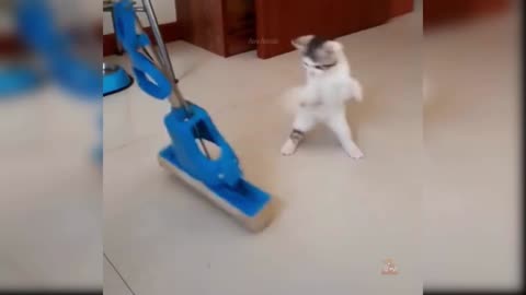 Funny-video-lest-go!!!!