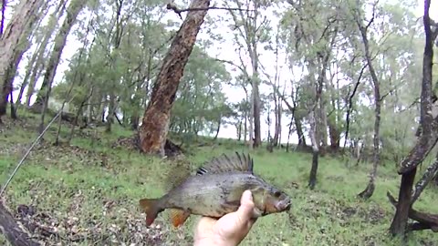 Australia #fishing for big #perch #pemberton #westernaustralia