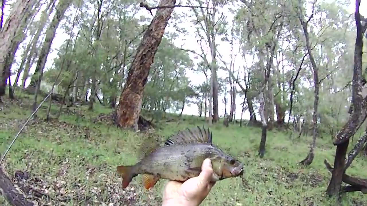 Australia #fishing for big #perch #pemberton #westernaustralia