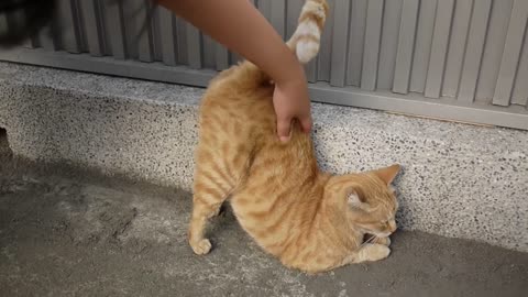 this cat wathappens??🐱🐈?