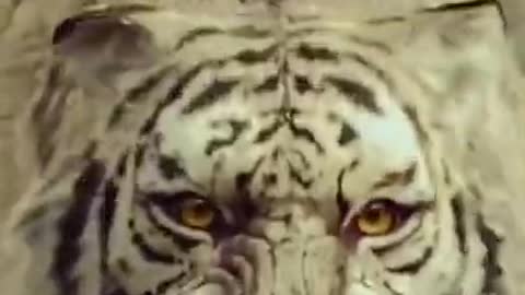 Beautiful animals short video || Animal lovers || Tiger Whatsapp status || cute Animals status