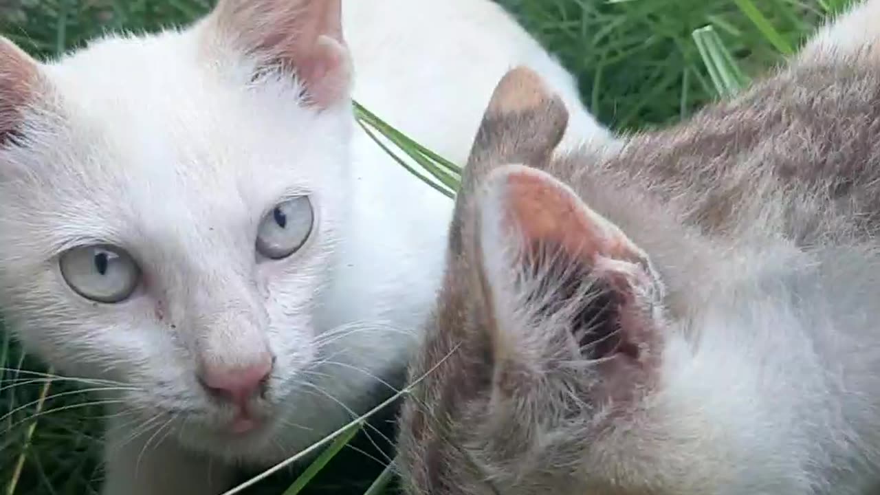 2 Funny Little Cat eating something