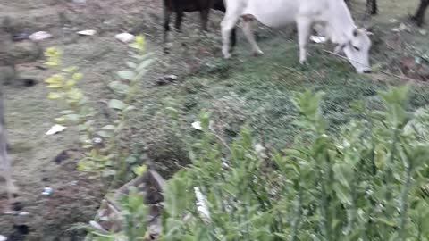 Cow grazing on a field