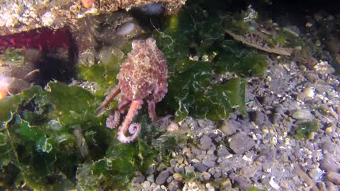 Octopus in the ocean