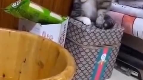 cute pets doing funny things