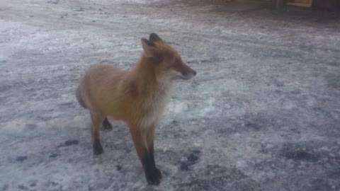 Befriending A Fox