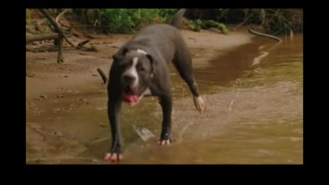 Dog funny video #shorts video animal